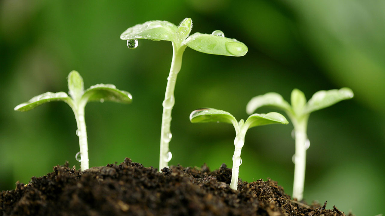 დანერგე მომავალი