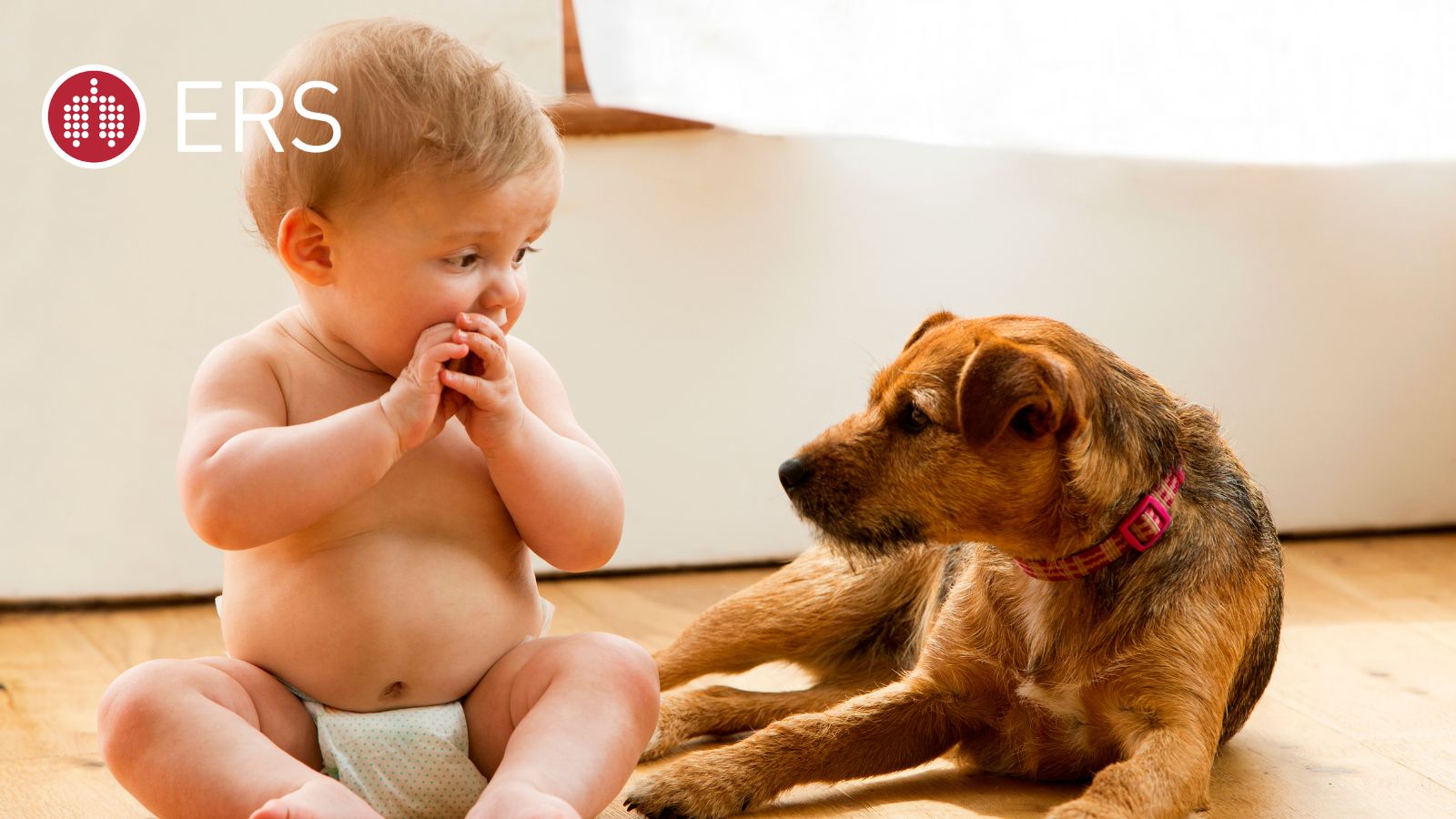 Dogs-story-press-programme-2025-1