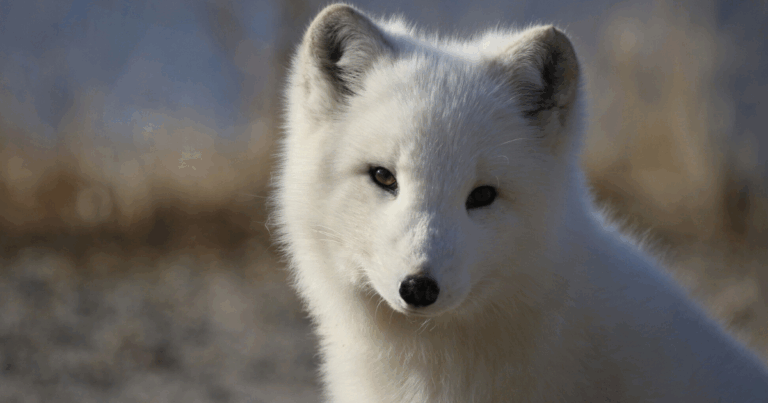 პოლონეთში 2033 წლიდან ბეწვის ფერმები დაიხურება