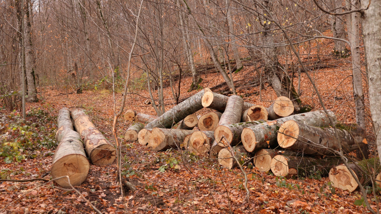 სახერხი საამქრო