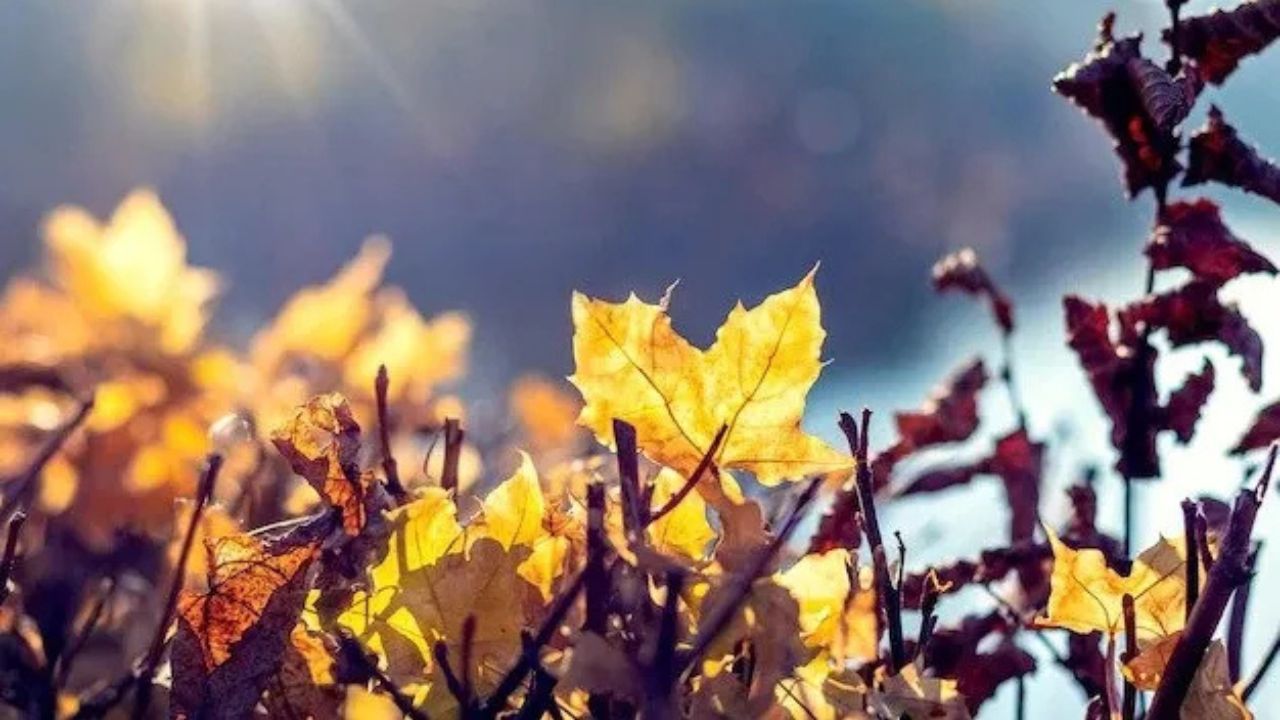 ამინდის პროგნოზი