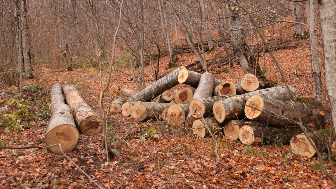 ხე-ტყის უკანონო მოპოვება