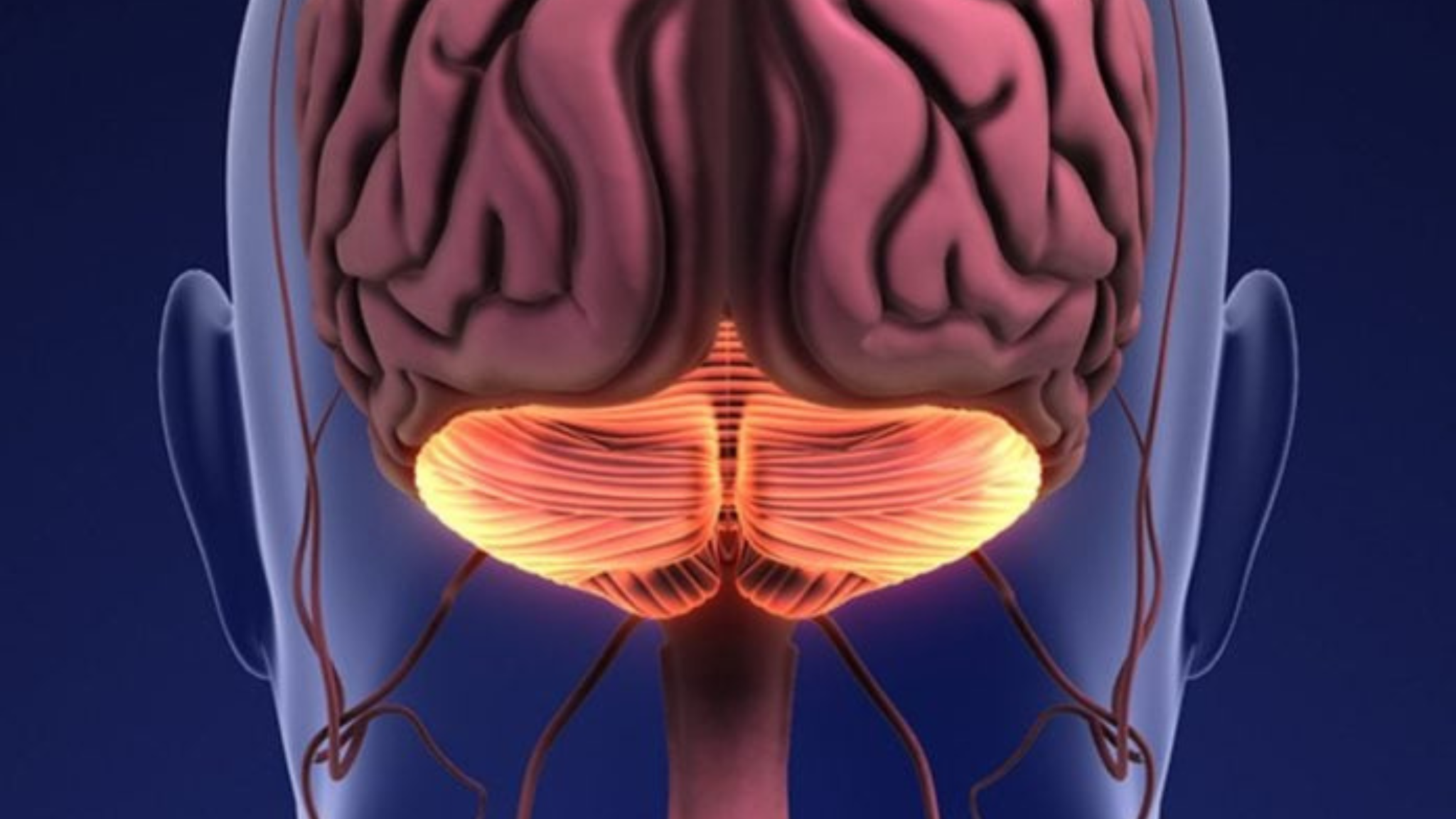 ტვინის ფუნქცია