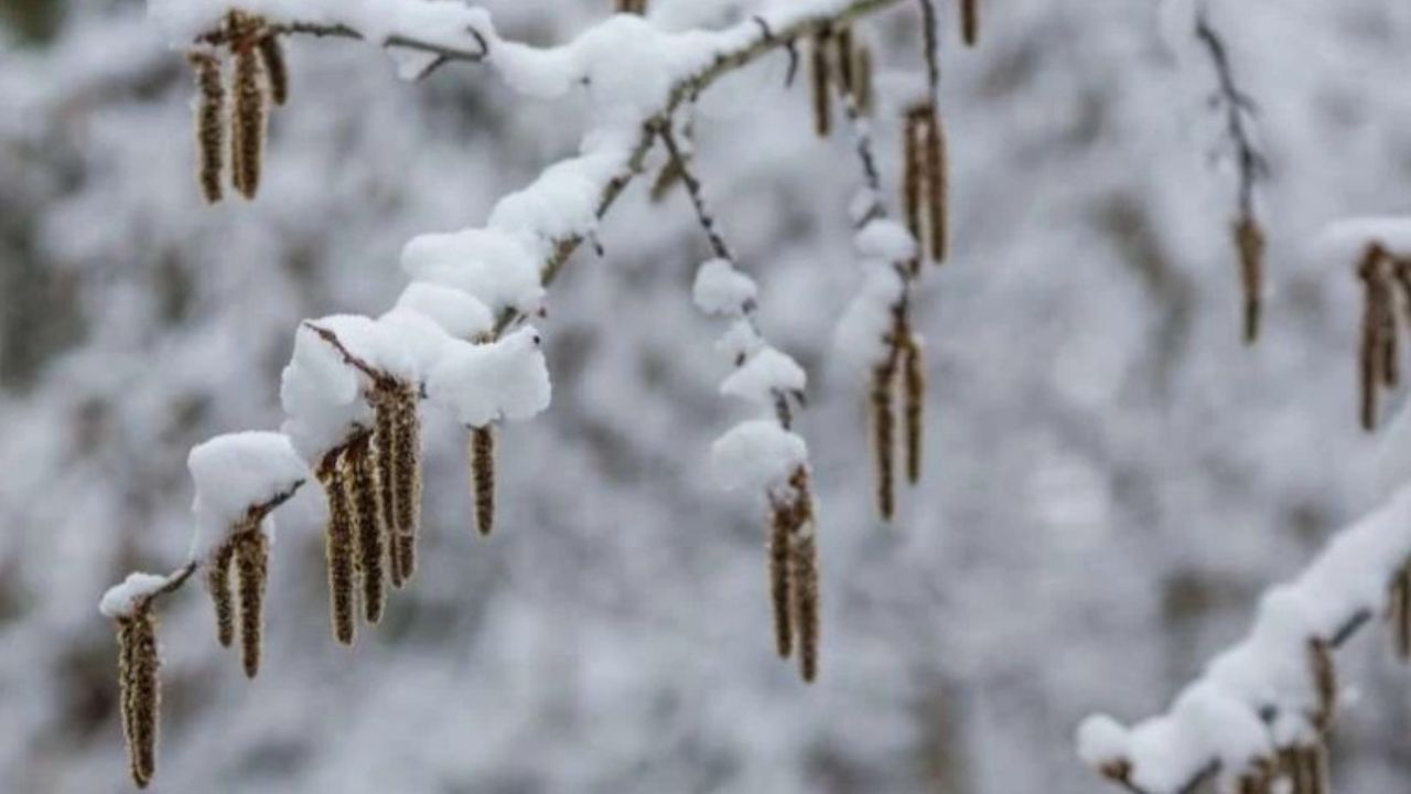 ამინდის პროგნოზი
