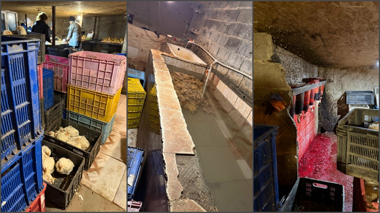 სურსათის ეროვნული სააგენტო