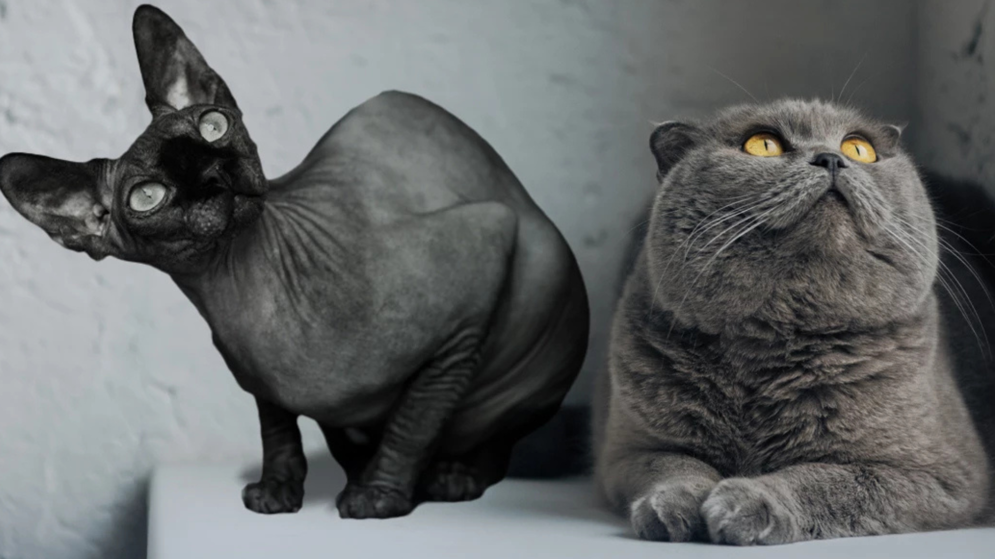 ქირიას NEWS შაბლონი (1)