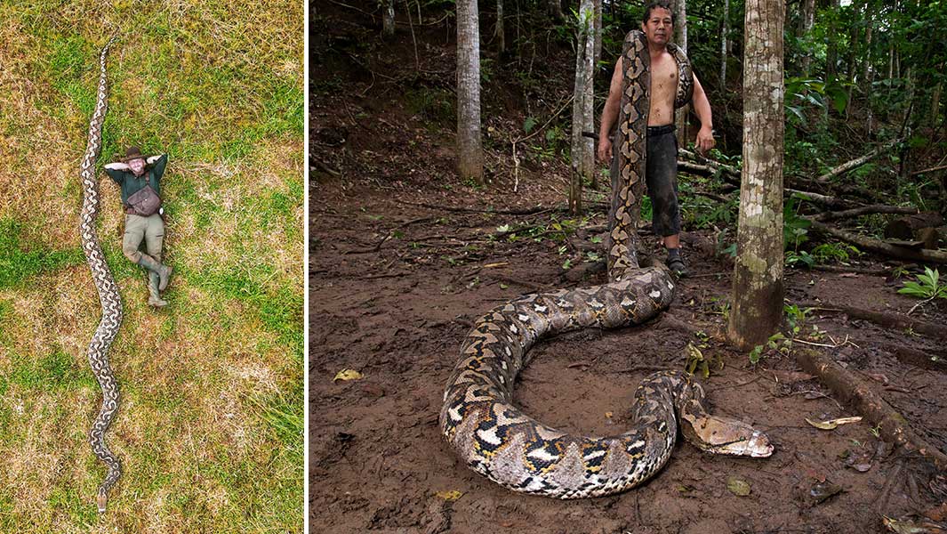 man-lying-next-to-longest-measured-wild-snake-and-local-conservationist-holding-snakes-tail-