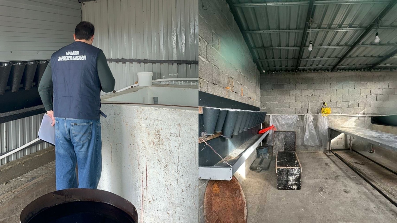 სურსათის ეროვნული სააგენტო