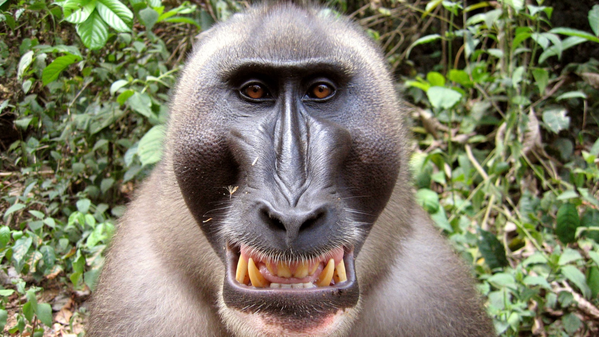 ქირიას NEWS შაბლონი (1)