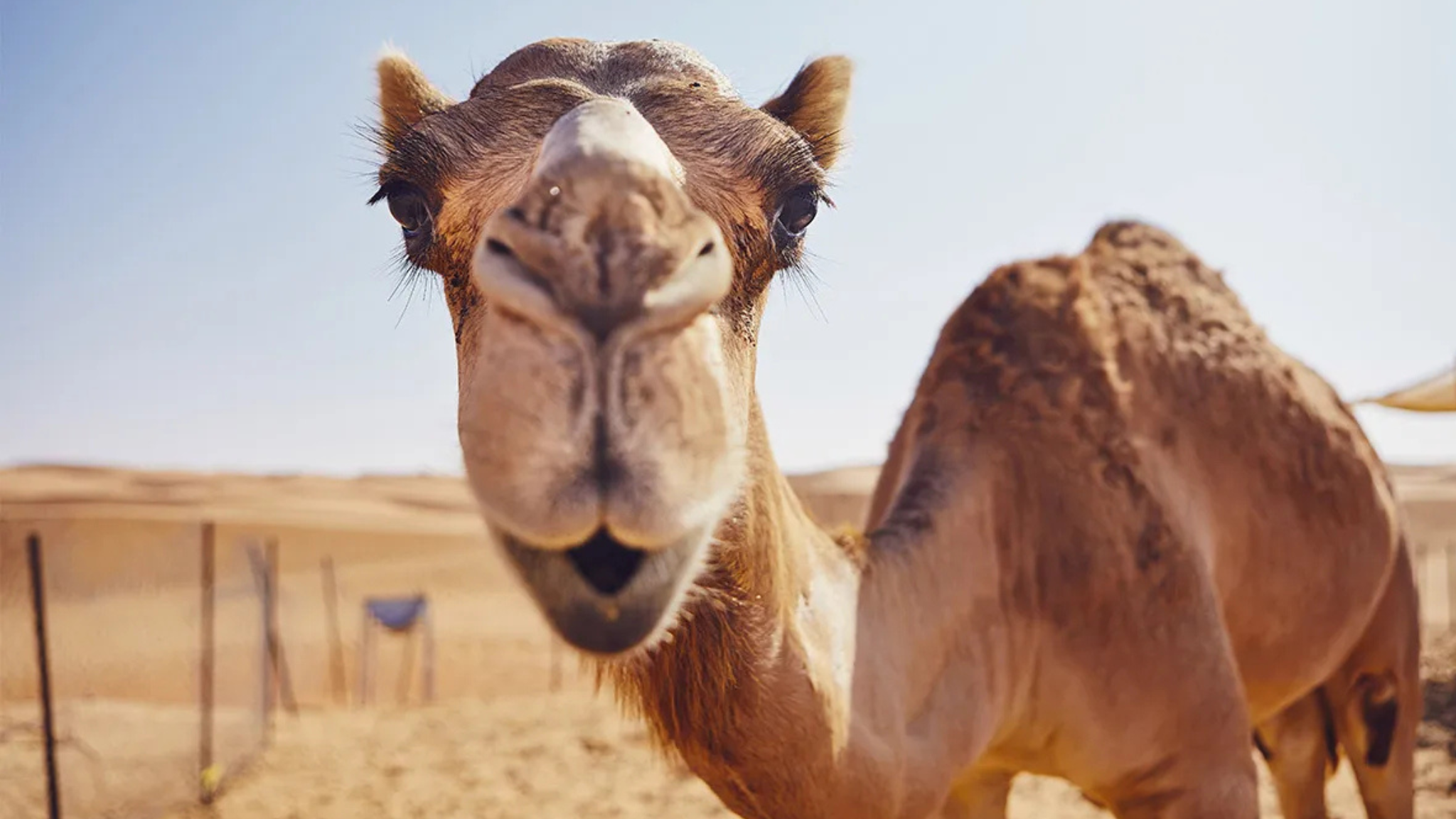 ქირიას NEWS შაბლონი (1)