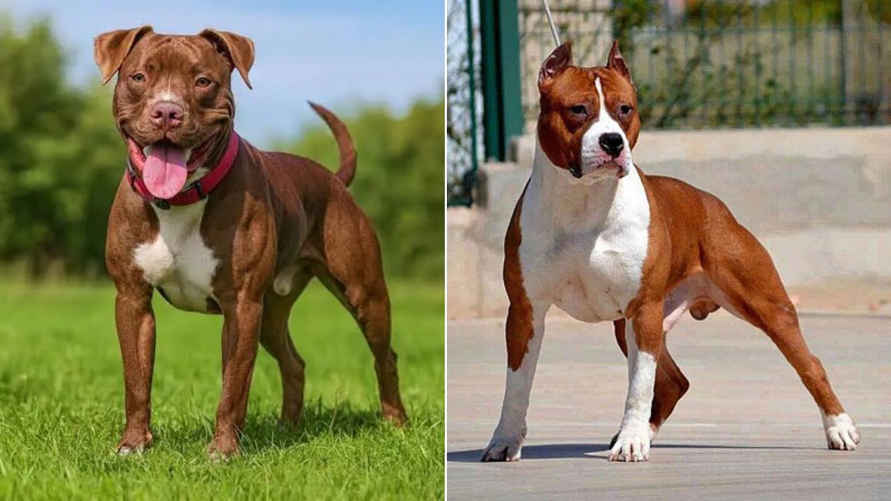 მორატორიუმი