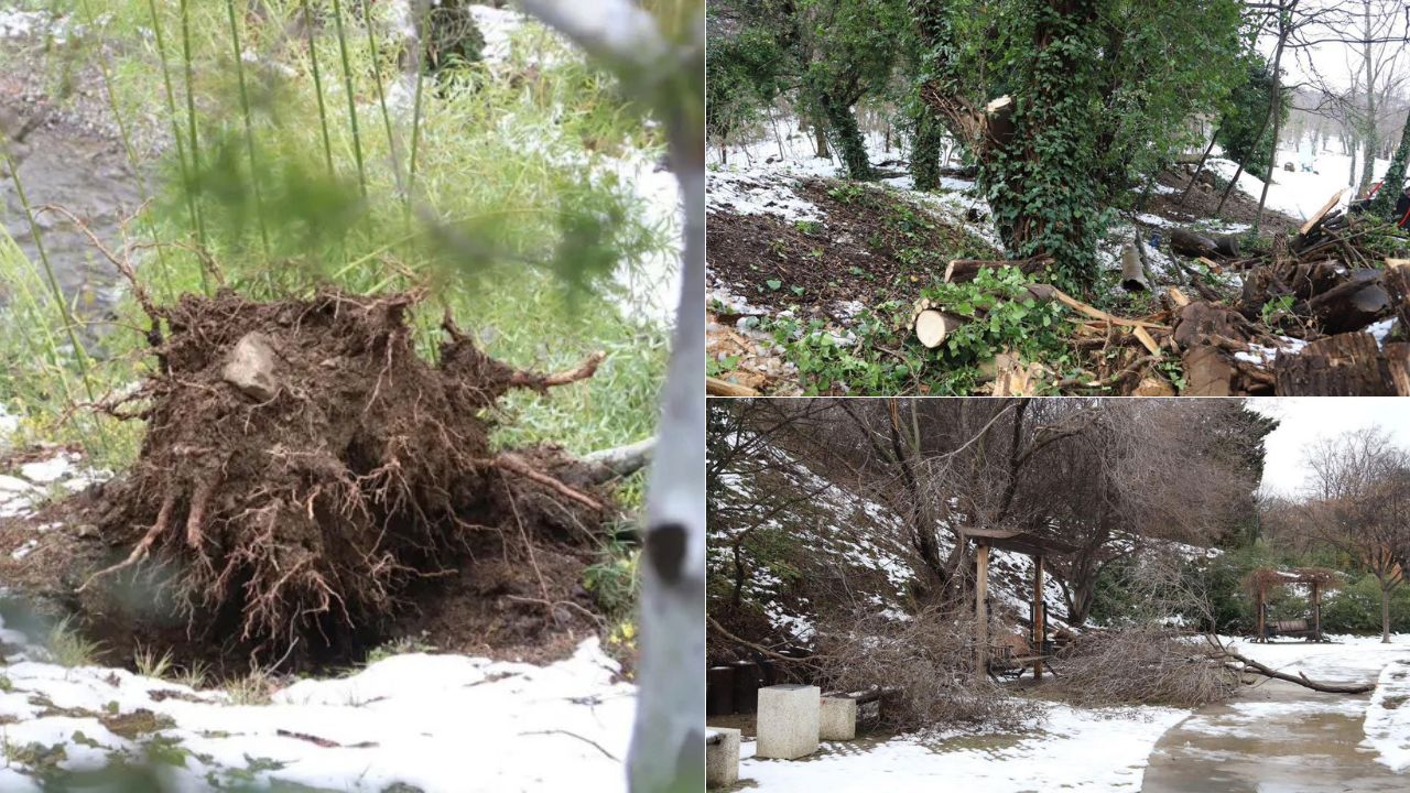 ბოტანიკური ბაღი