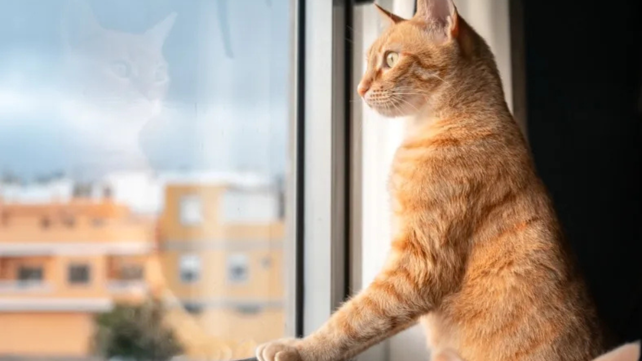 ქირიას NEWS შაბლონი (1)