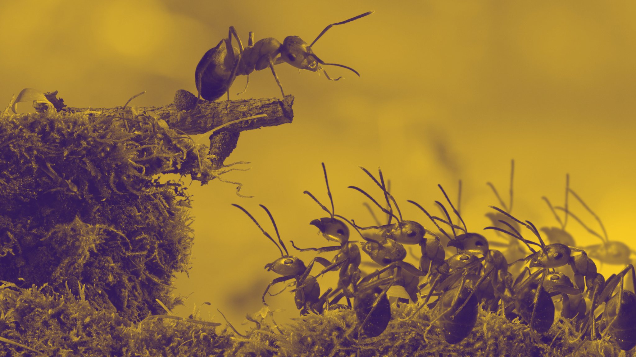 ქირიას NEWS შაბლონი (6)