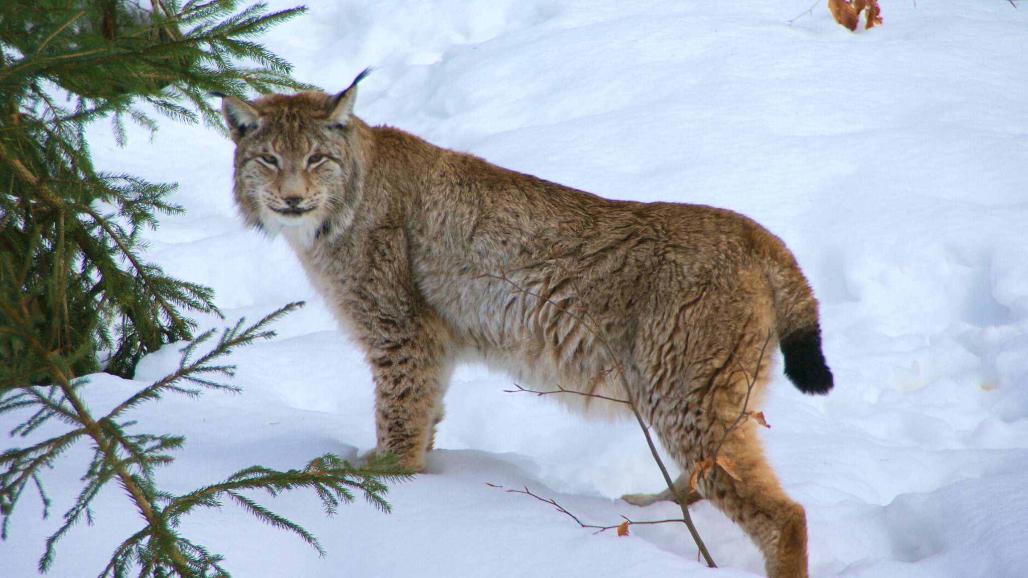 ქირიას NEWS შაბლონი (9)