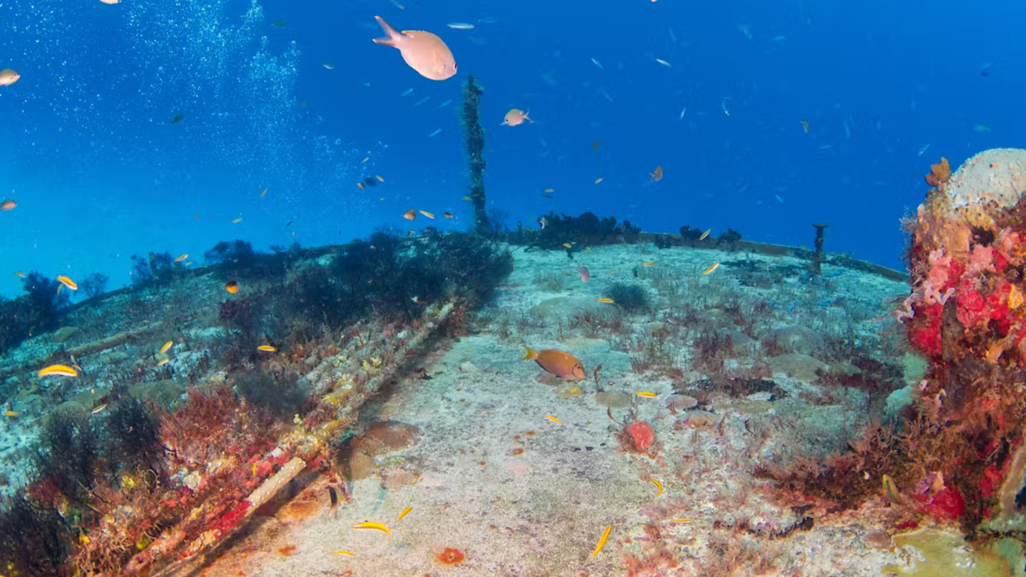 ქირიას NEWS შაბლონი (9)