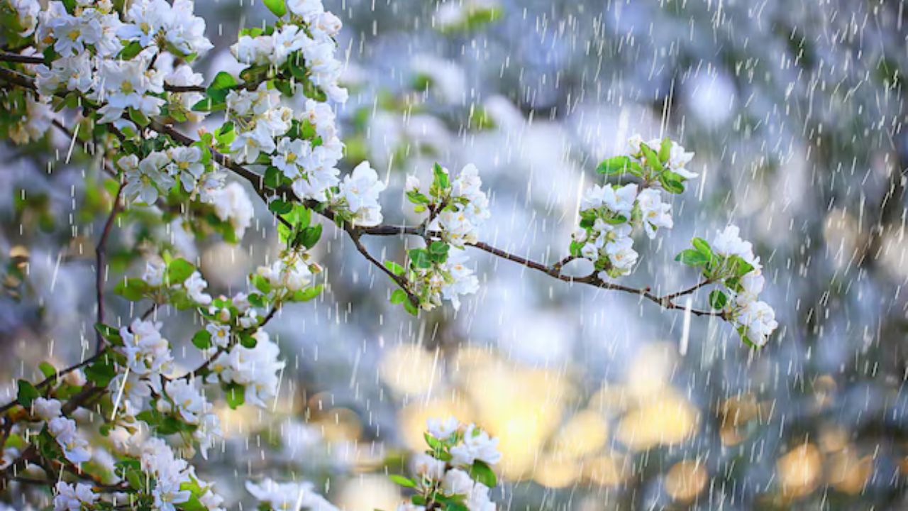 ამინდის პროგნოზი