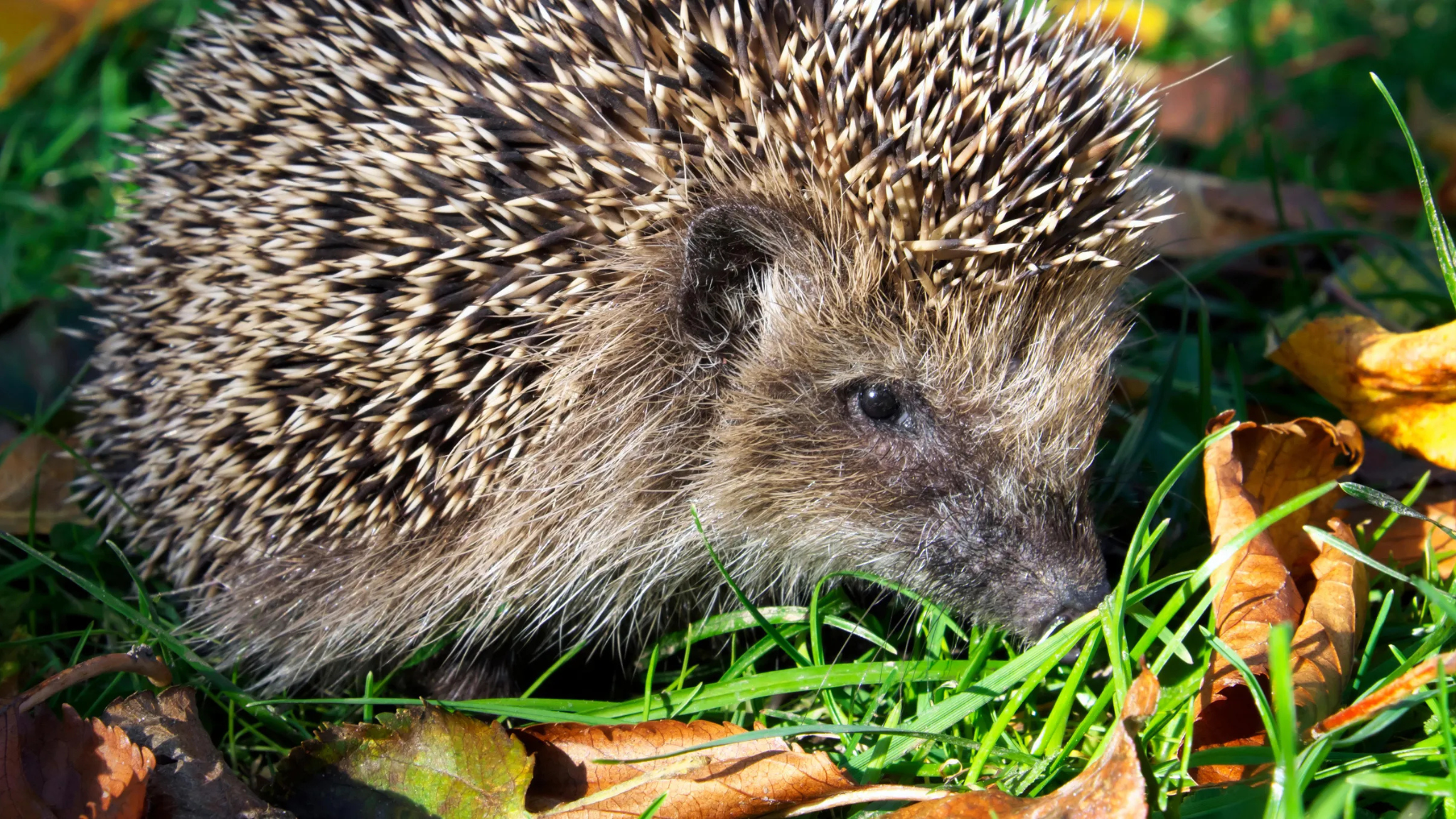 ქირიას NEWS შაბლონი (2)