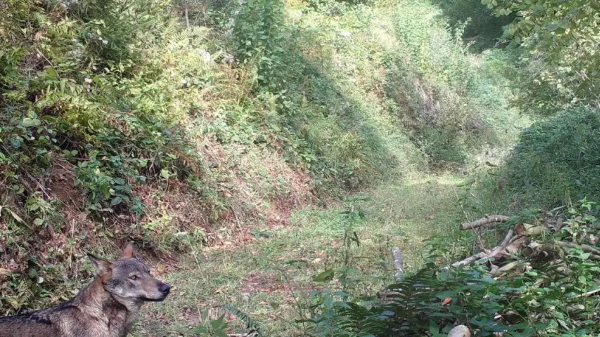 ქირიას NEWS შაბლონი