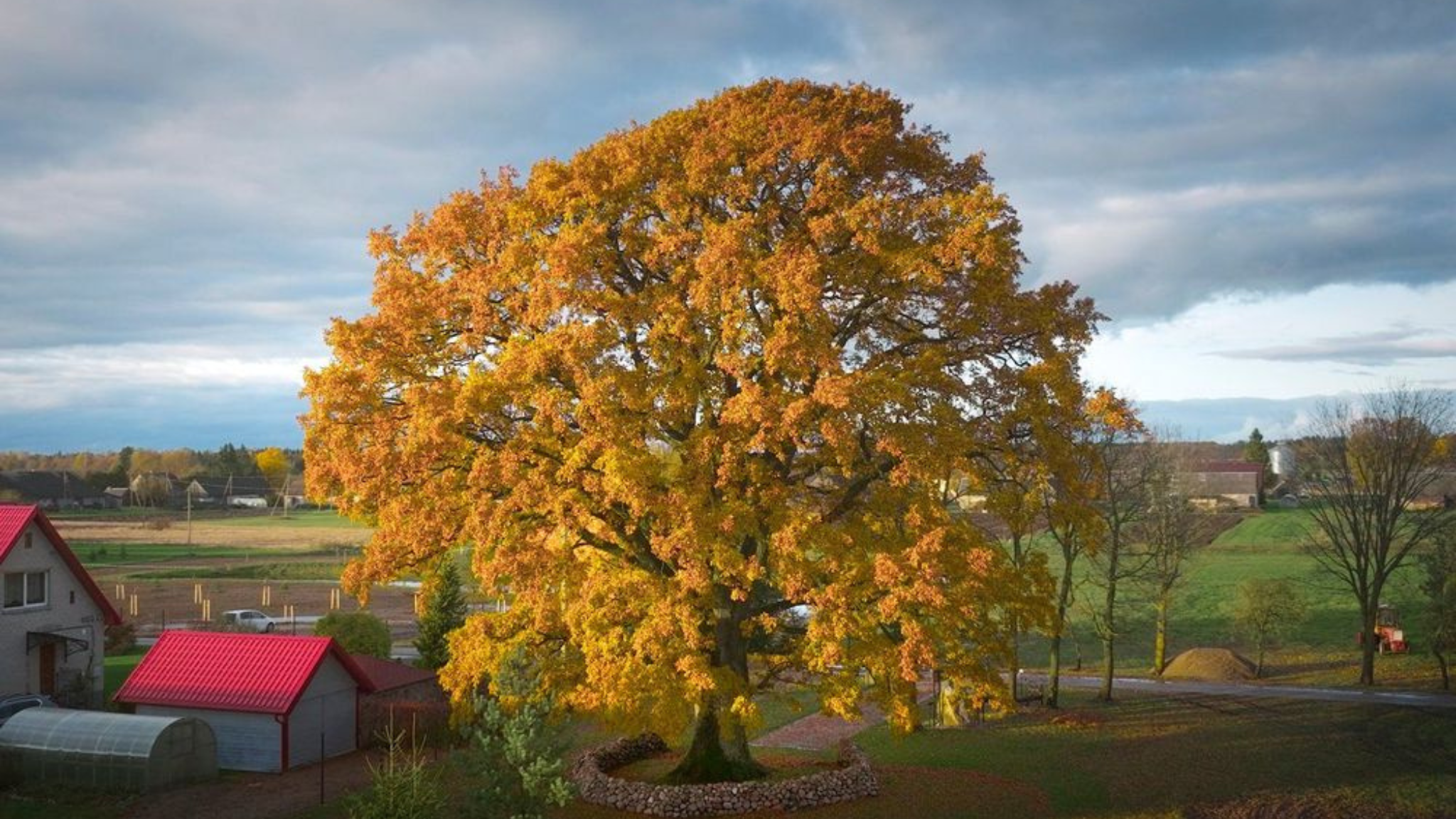 ქირიას NEWS შაბლონი (2)