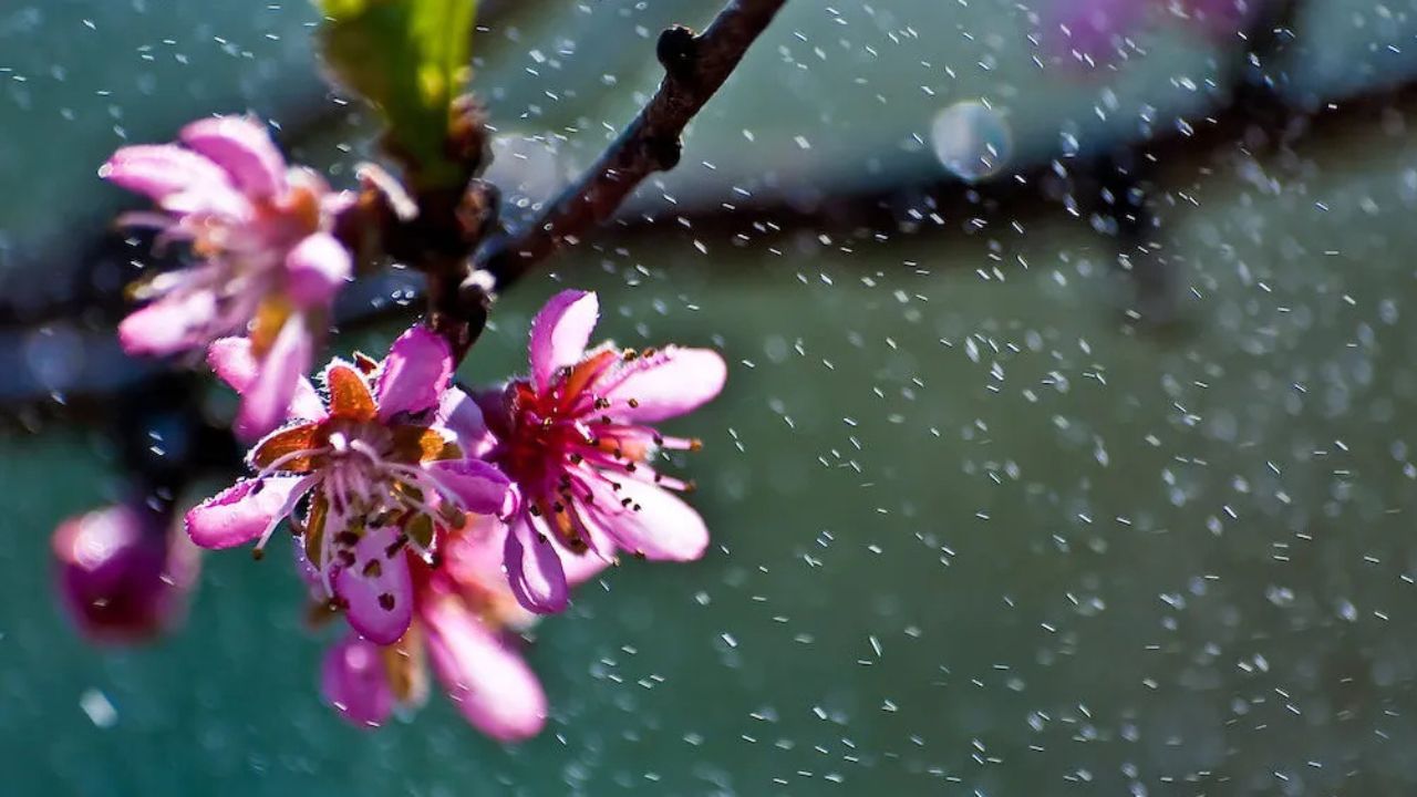 ამინდის პროგნოზი