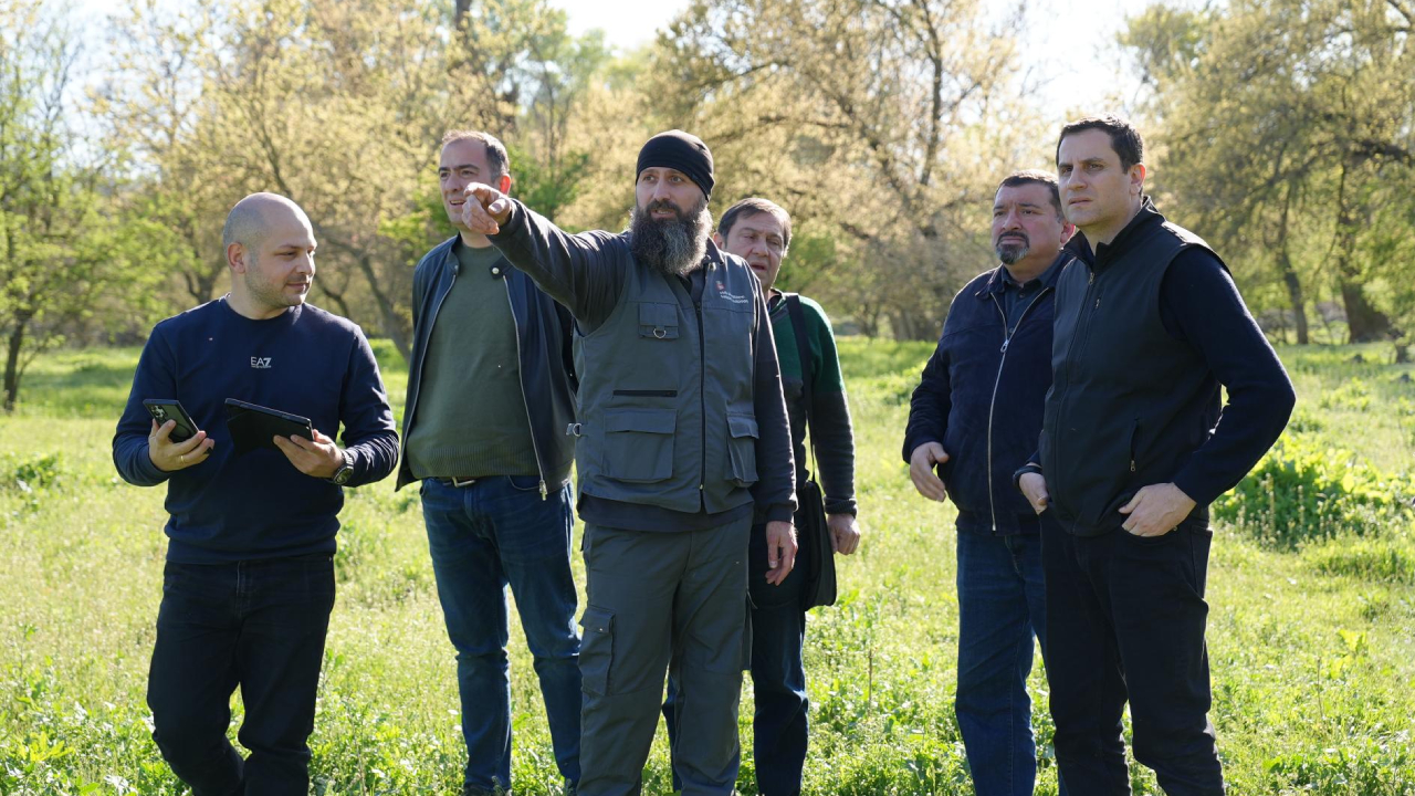 ტყის აღდგენა