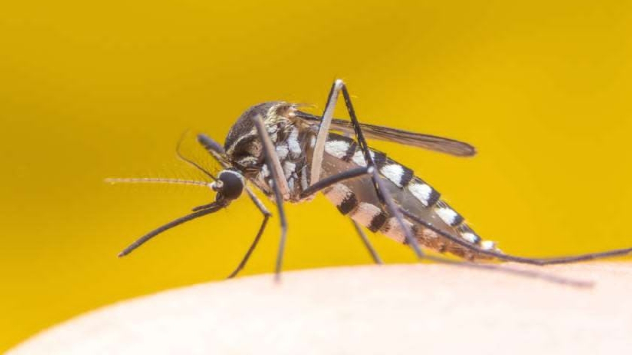 ყვითელი ცხელება